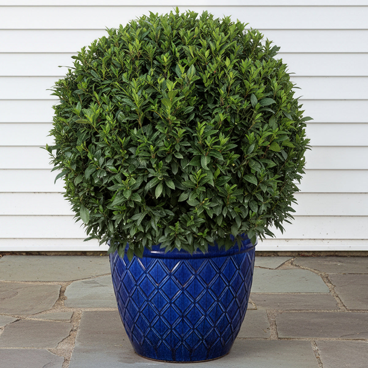 bay leaf plants in pots Bay Leaf Plant For Sale