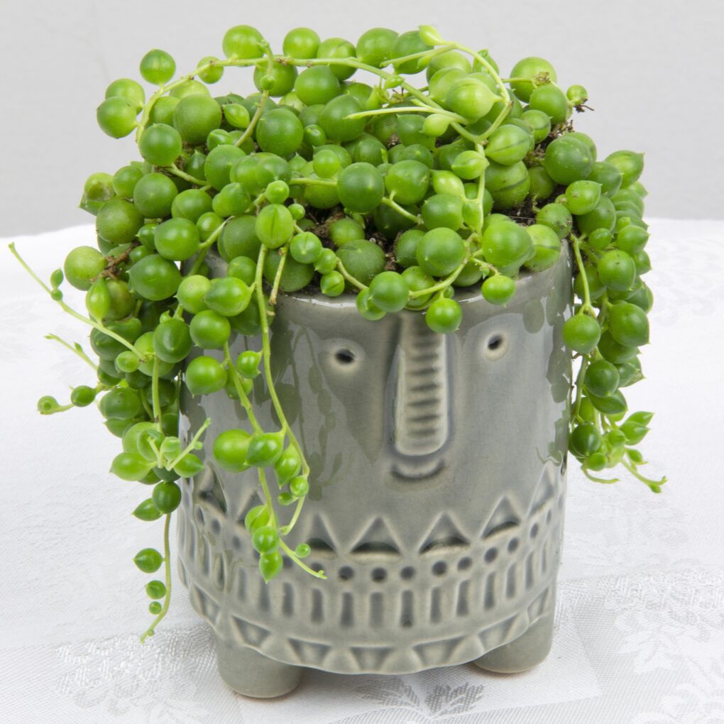 succulent plant sale String Of Pearls Senecio Rowleyanus 4 inch / Plastic Pot