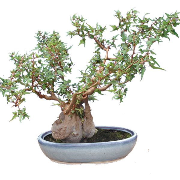 begonia bonsai tree Begonia ‘Partita’ For Sale