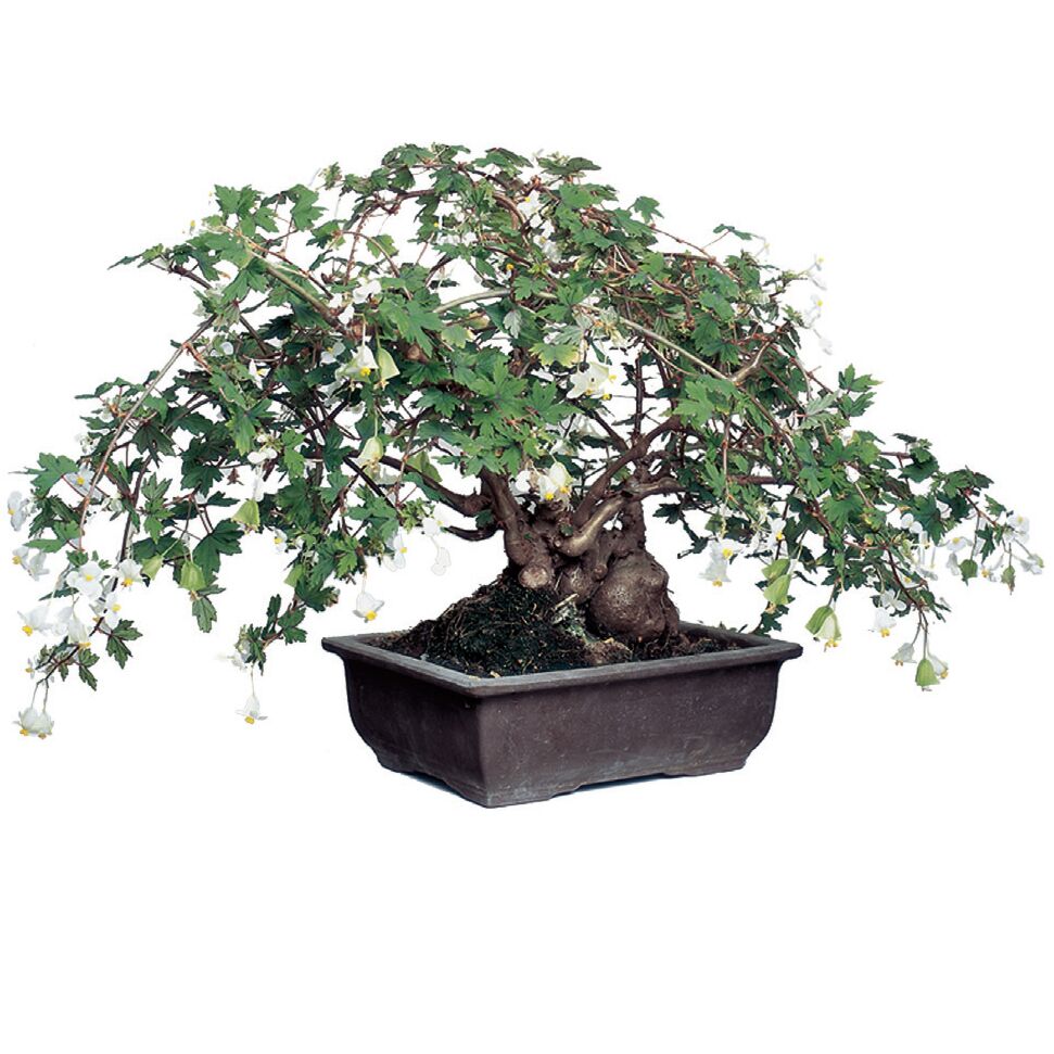 Begonia ‘Richardsiana’ For Sale
