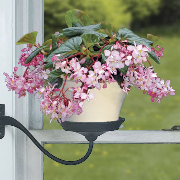 begonia plants indoor Begonia 'Tea Rose' For Sale – Logee's Plants