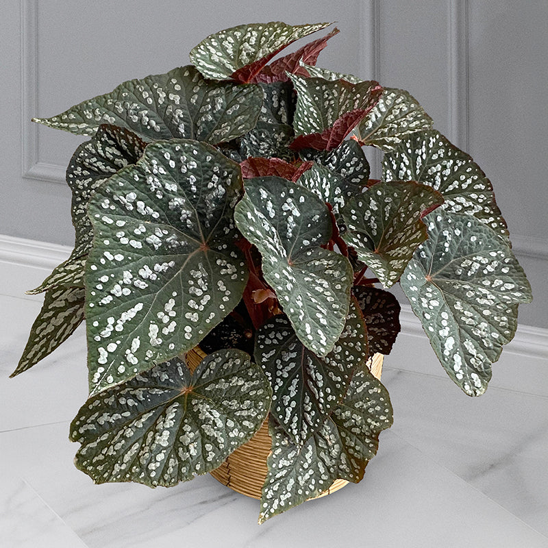 indoor begonia plants Begonia ‘Betsy’ For Sale – Logee's Plants
