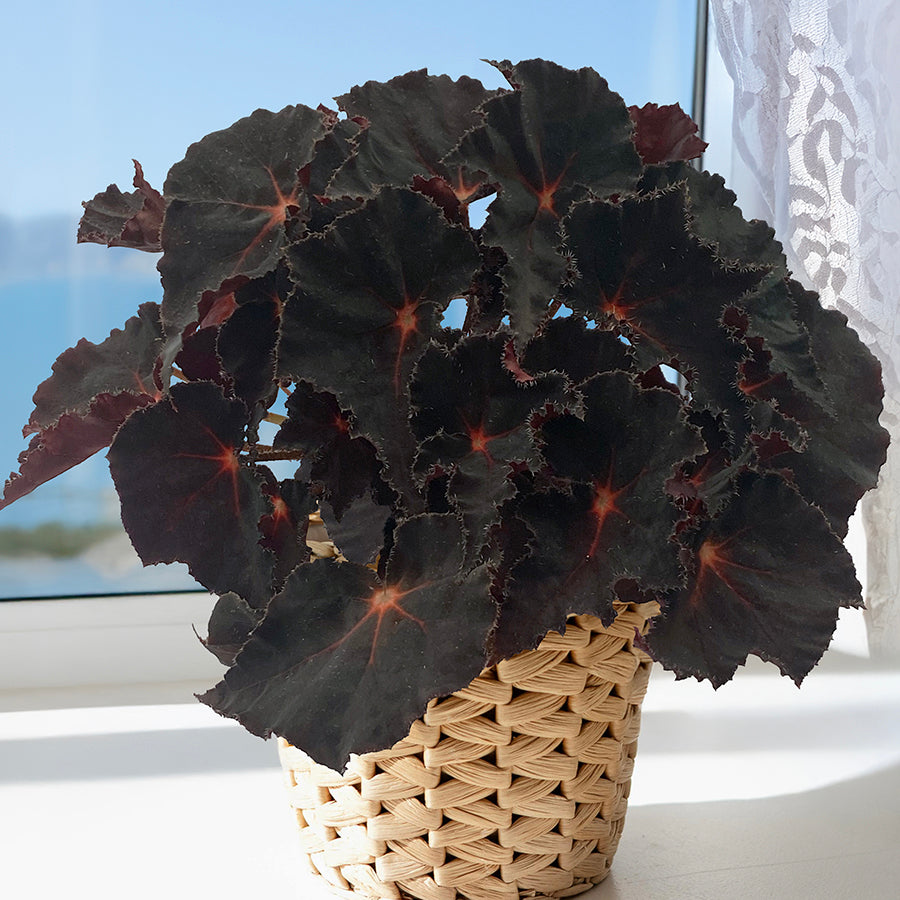 sparkle plant pots Cherry Sparkle Begonia Plant - 4" Pot - Rhizomatous Hybrid