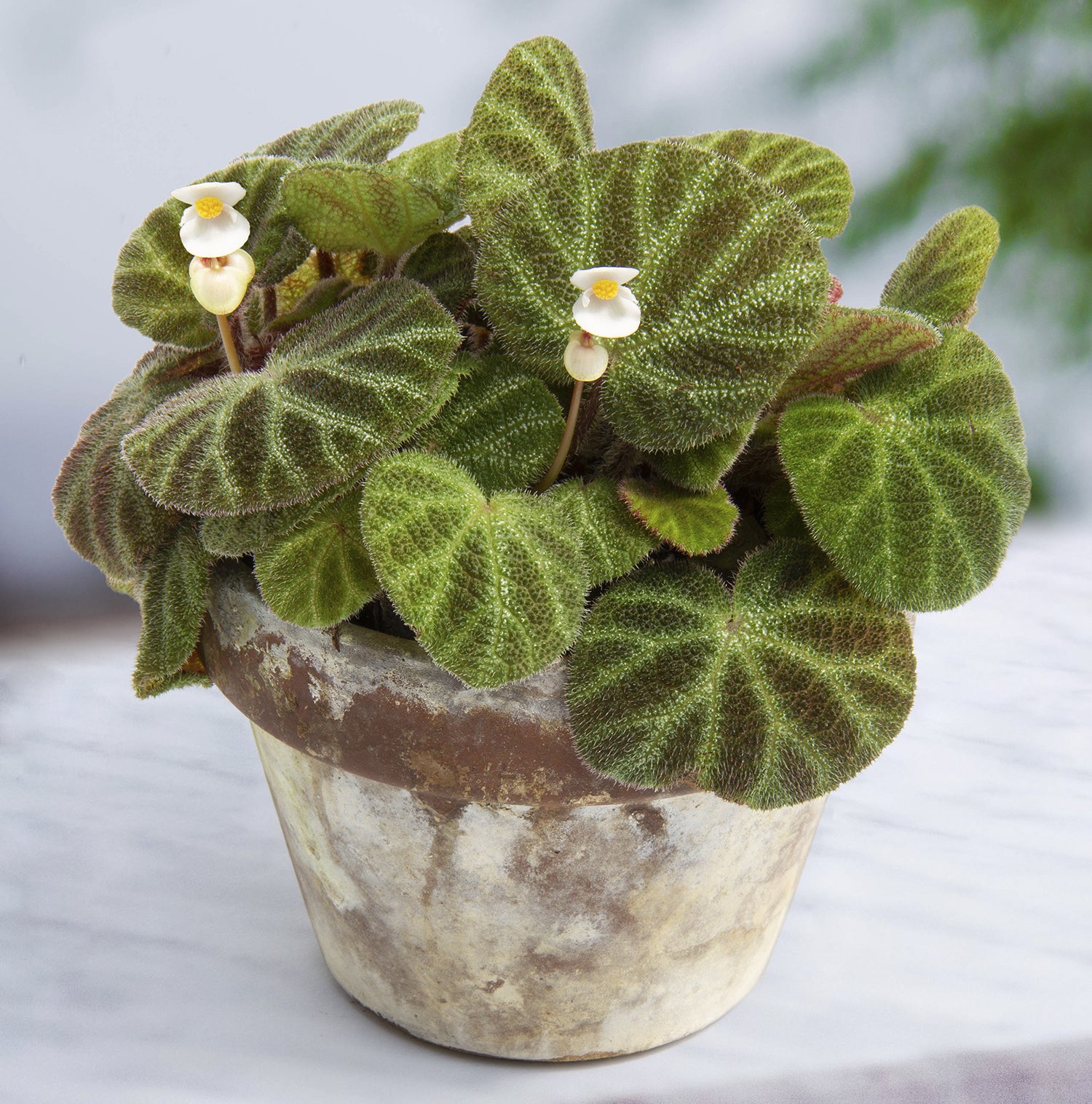 Begonia Ningmingensis ‘Bella’ (Begonia rhizomatous hybrid)