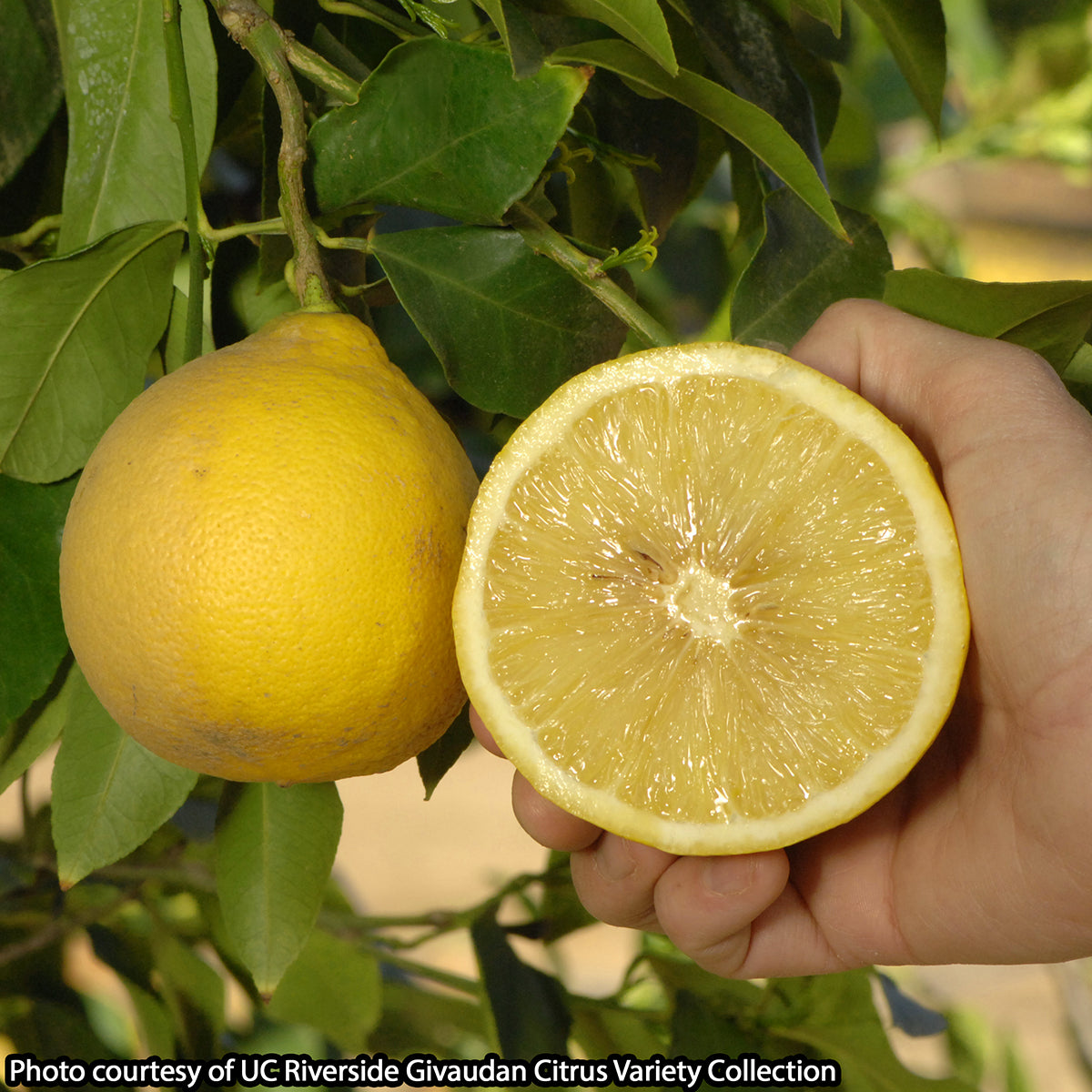 Bergamot Sour Orange Tree