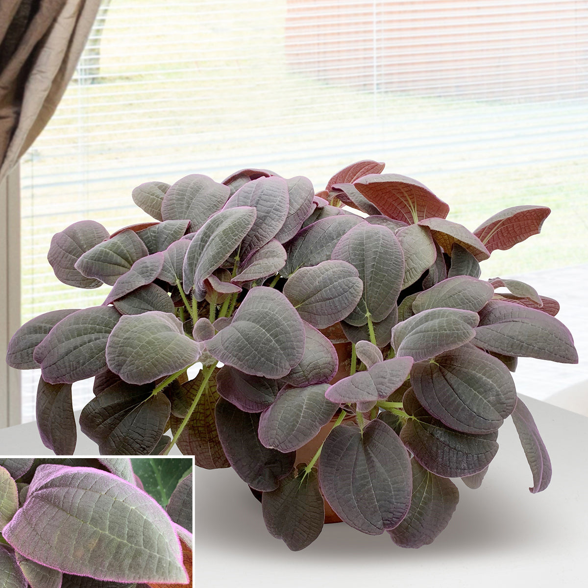 Bertolonia ‘Santa Teresa’ (Bertolonia sp cf ovata ‘Santa Teresa’)