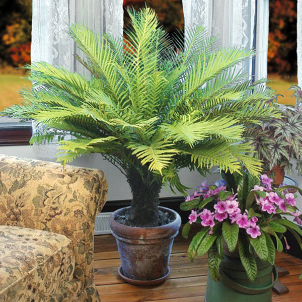 indoor fern plants for sale Dwarf Tree Fern For Sale – Logee's Plants