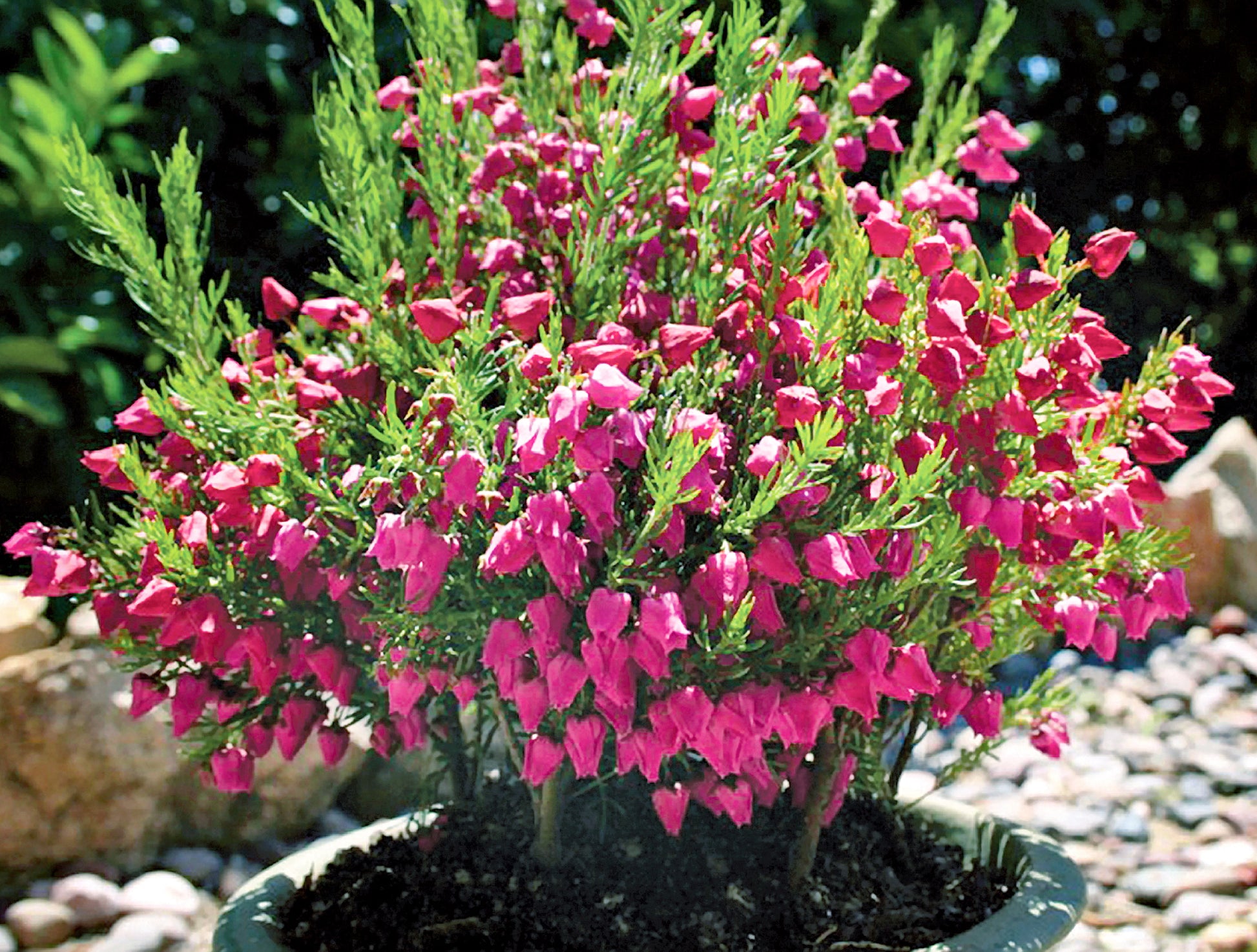 Boronia ‘Mother’s Day’ (Boronia molloyae)
