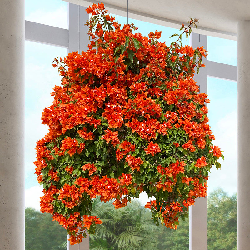 hanging bougainvillea plant Bougainvillea ‘Fire Opal’ PP For Sale – Logee's Plants