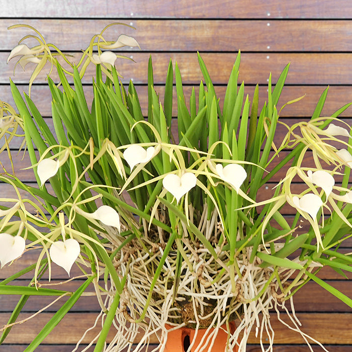 Brassavola Orchid Little Stars