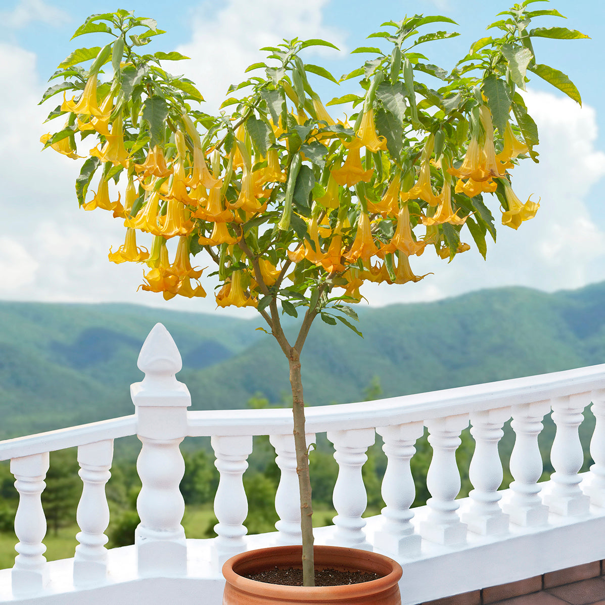 angel trumpet plant in a pot Angel’s Trumpet ‘Angel’s Lemon Zest’ For Sale – Logee's Plants