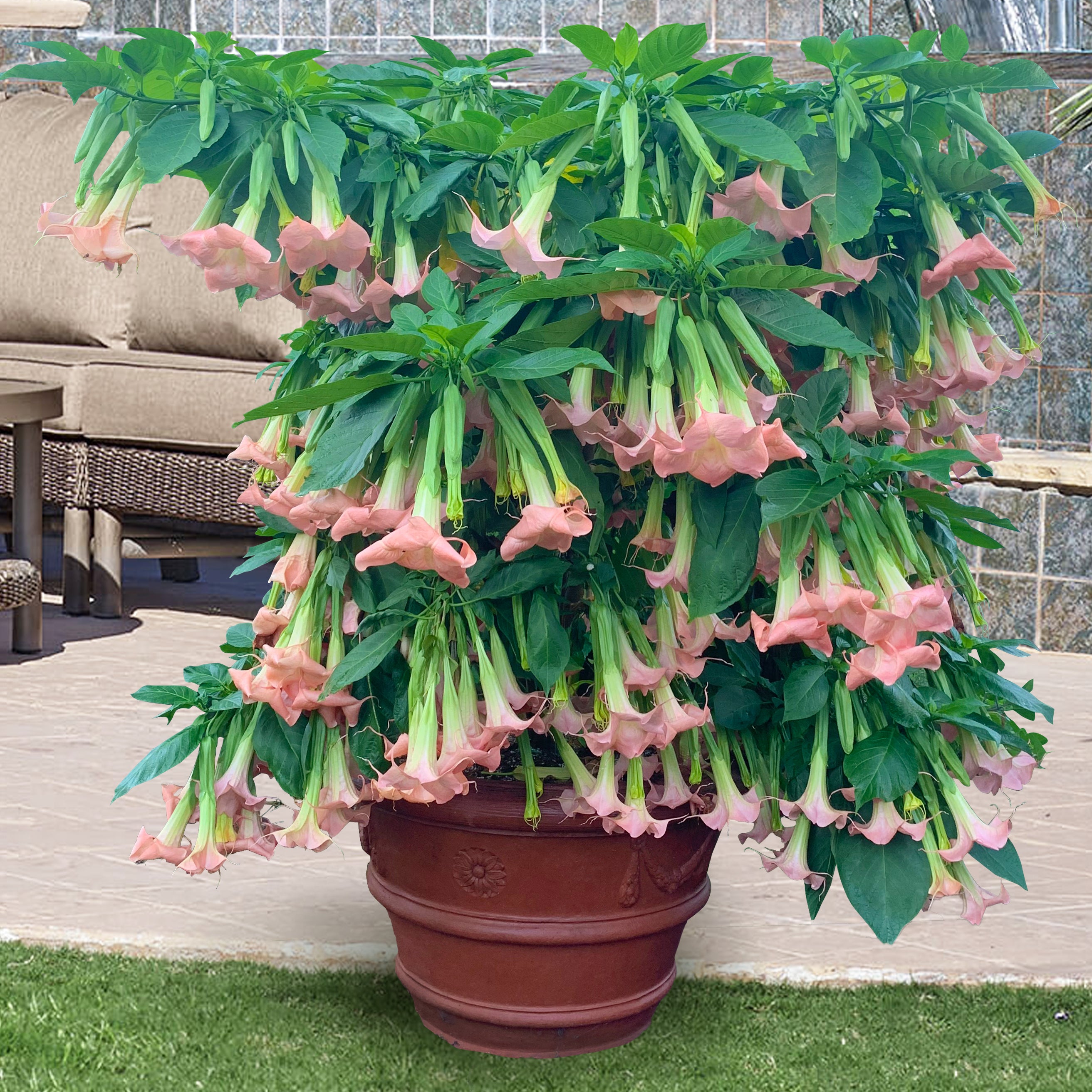 angel trumpet plant in a pot Angel’s Trumpet ‘Angel’s Pink Profusion’ For Sale