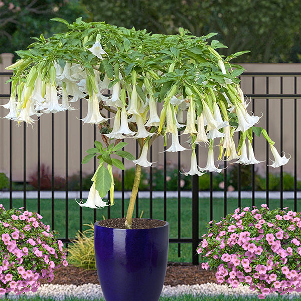 hanging plant with trumpet flowers Angel’s Trumpet ‘Snowfall’ For Sale – Logee's Plants