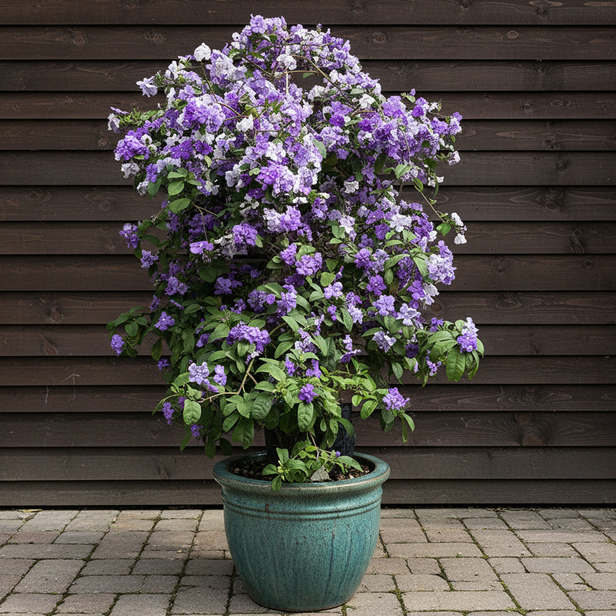 L.G.B. WILD FLOWERS ルグランブルーifsix ロイフラ Brunfelsia 'Jim's Giant' for Sale – Logee's Plants