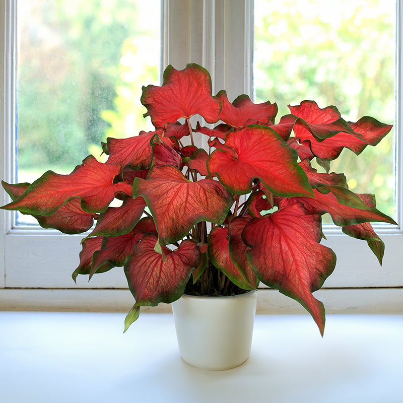 caladium indoor plant Kaladium™ Fairytale Princess™ PP For Sale – Logee's Plants