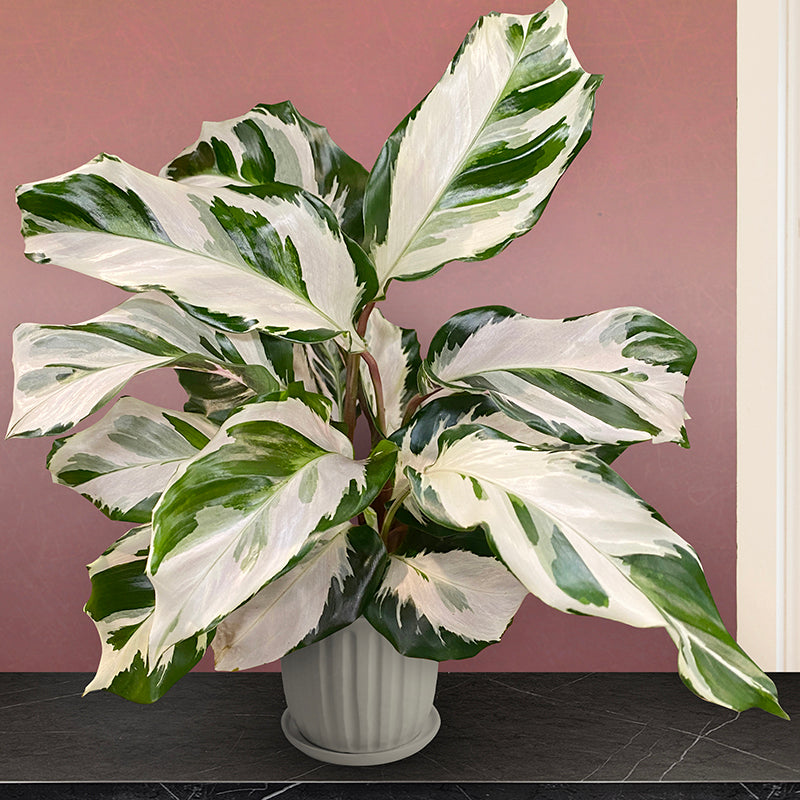 Calathea 'Stella'