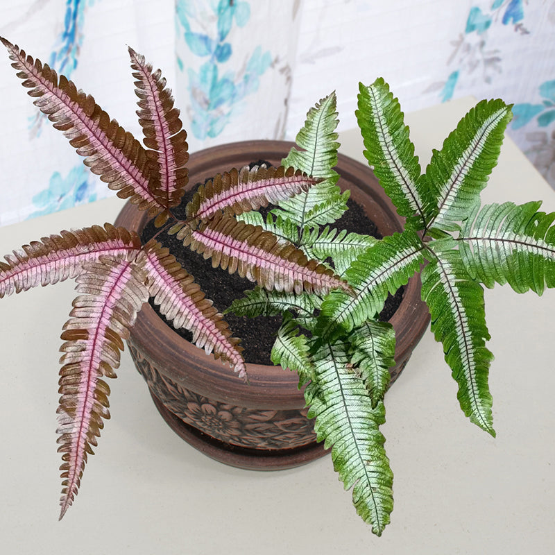 spider brake plant Candy Striped Brake Fern For Sale – Logee's Plants