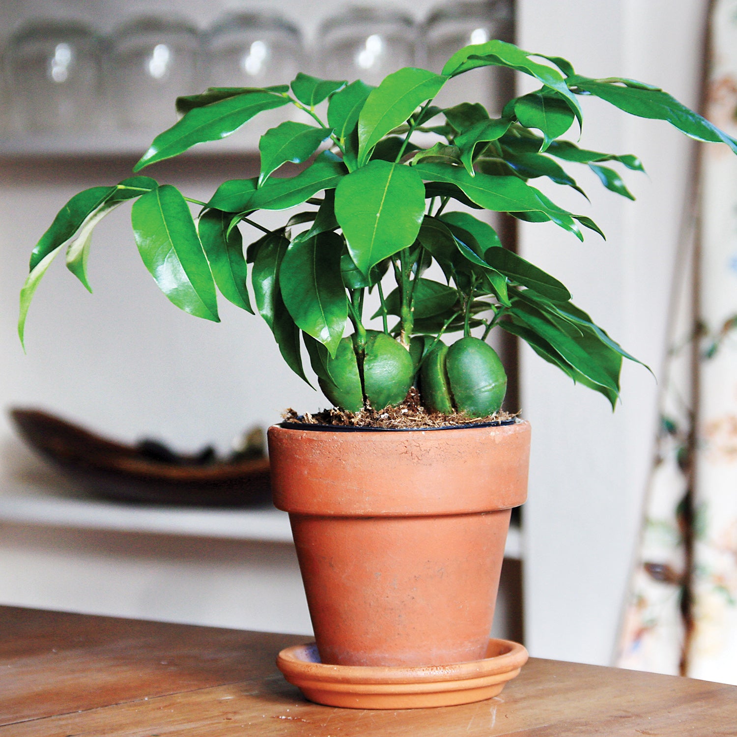 Lucky Bean Plant (Castanospermum australe)