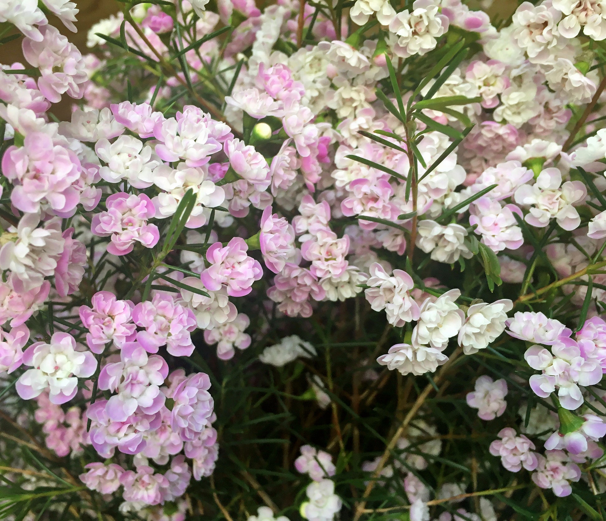 Double Pink Waxflower (Chamelaucium uncinatum ‘Dancing Queen’)
