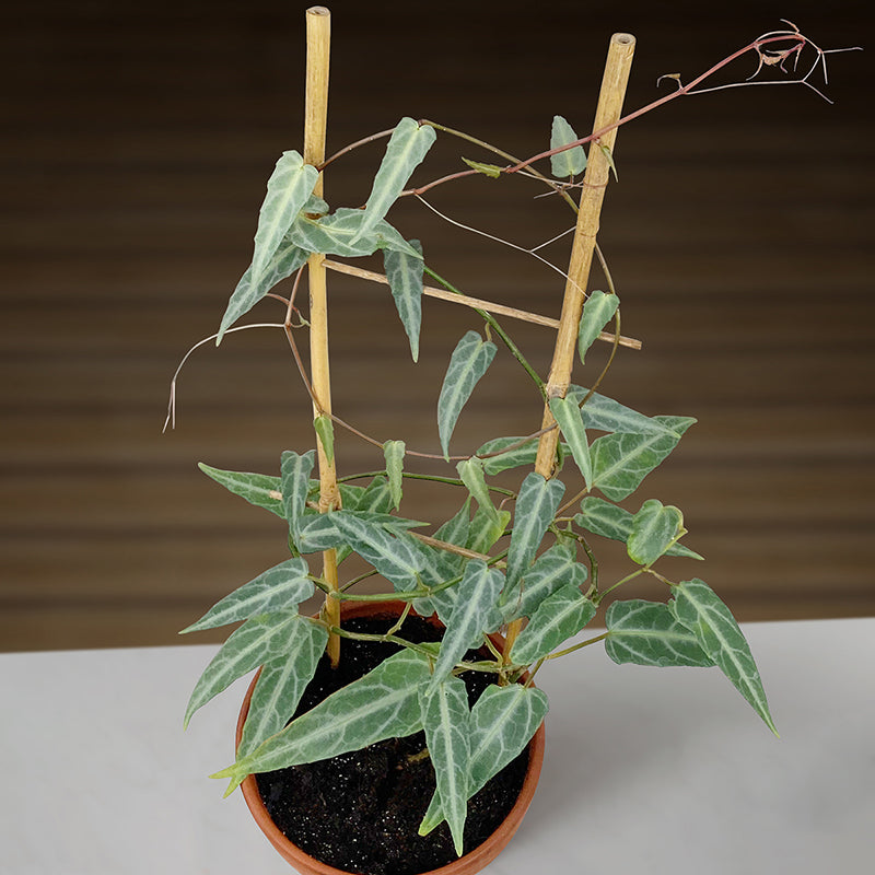 indoor plant grower amazon Amazon Jungle Vine For Sale – Logee's Plants