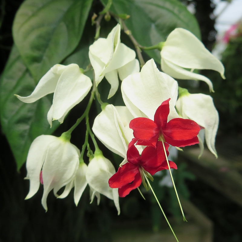 Glory Bower (Clerodendrum thomsoniae)