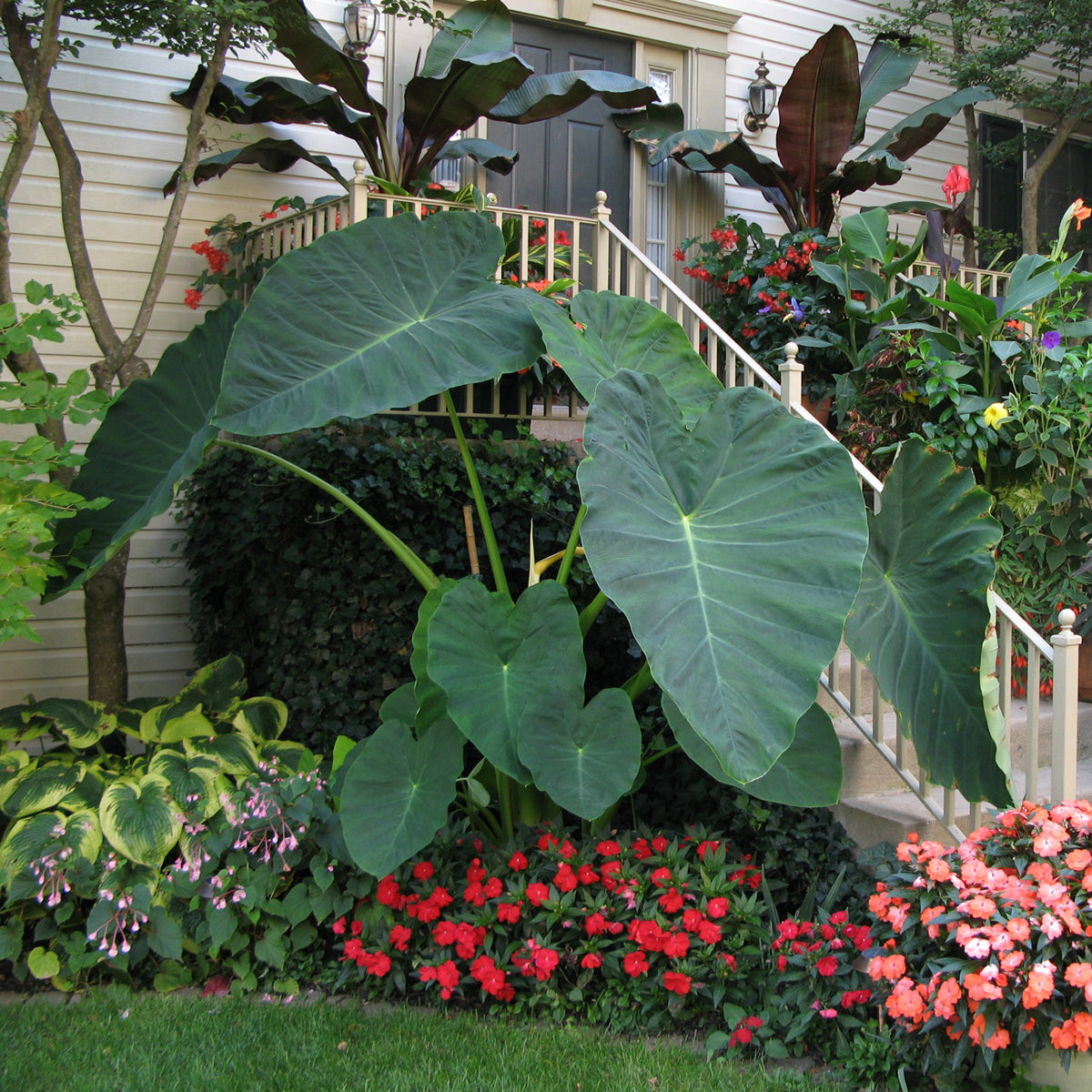 Elephant Ear ‘Jack’s Giant’ (Colocasia hybrid)