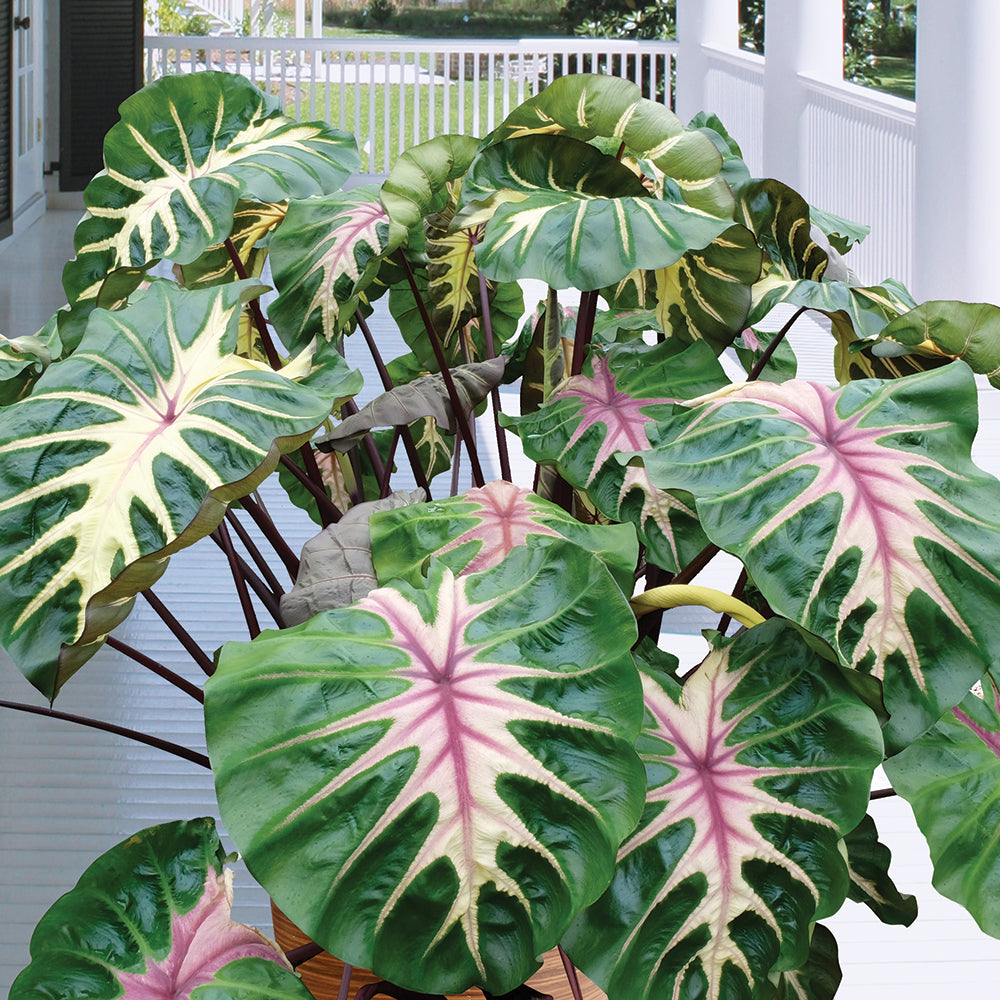 colocasia indoor plant Royal Hawaiian Waikiki Colocasia Plant