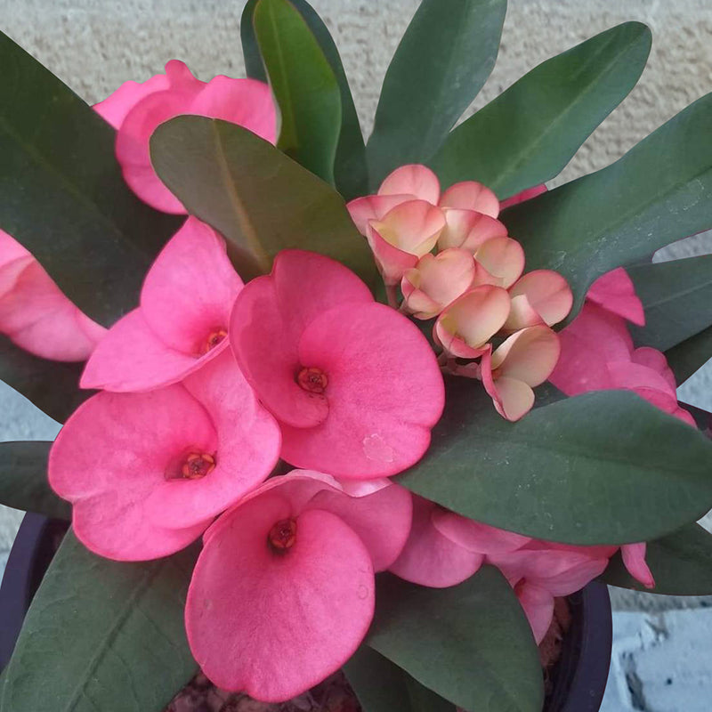 Crown of Thorns
‘Pink Jewel’
(Euphorbia milii hybrid)