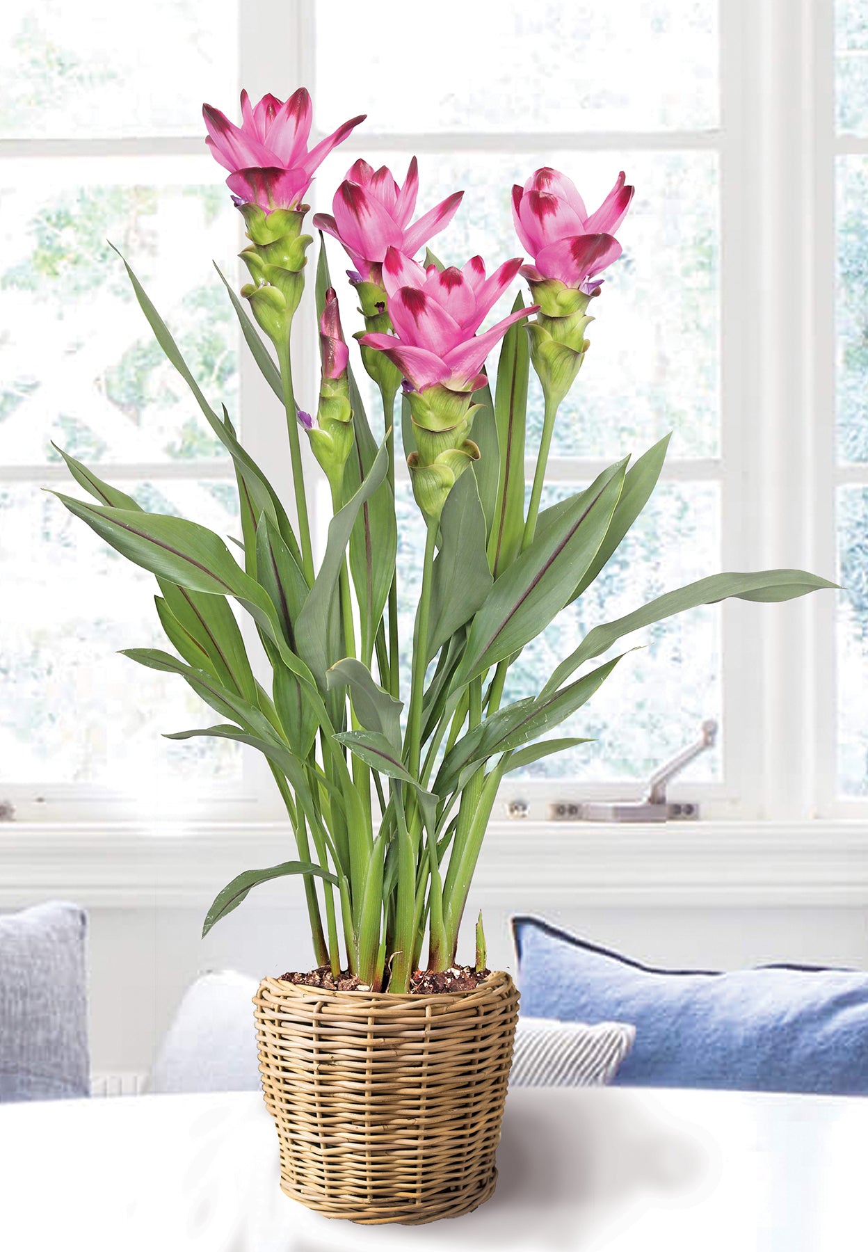 Curcuma Siam™ Splash (Curcuma alismatifolia hybrid)