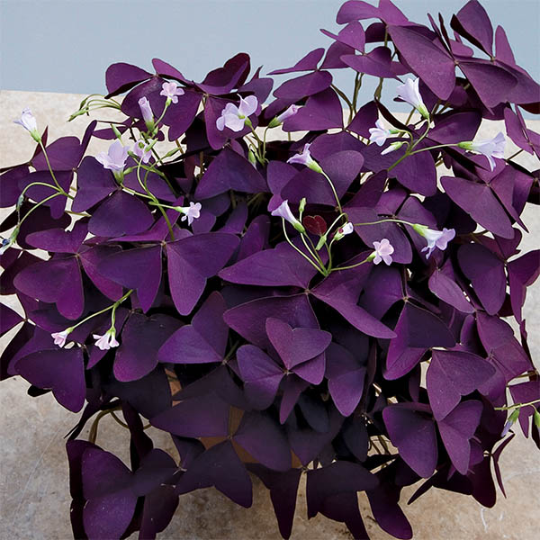 Purple Shamrock Plant (Oxalis regnellii 'Francis')