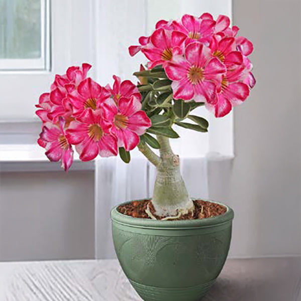 Desert Rose ‘Pink Halo’ For Sale – Logee's Plants