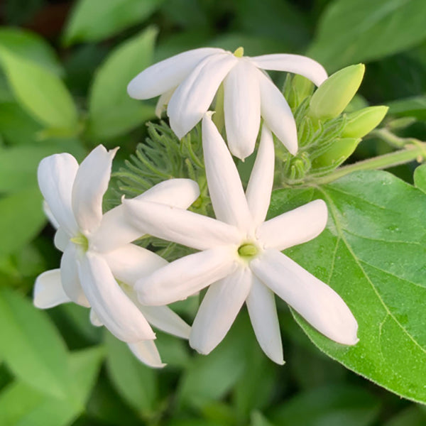 Downy Jasmine For Sale – Logee's Plants