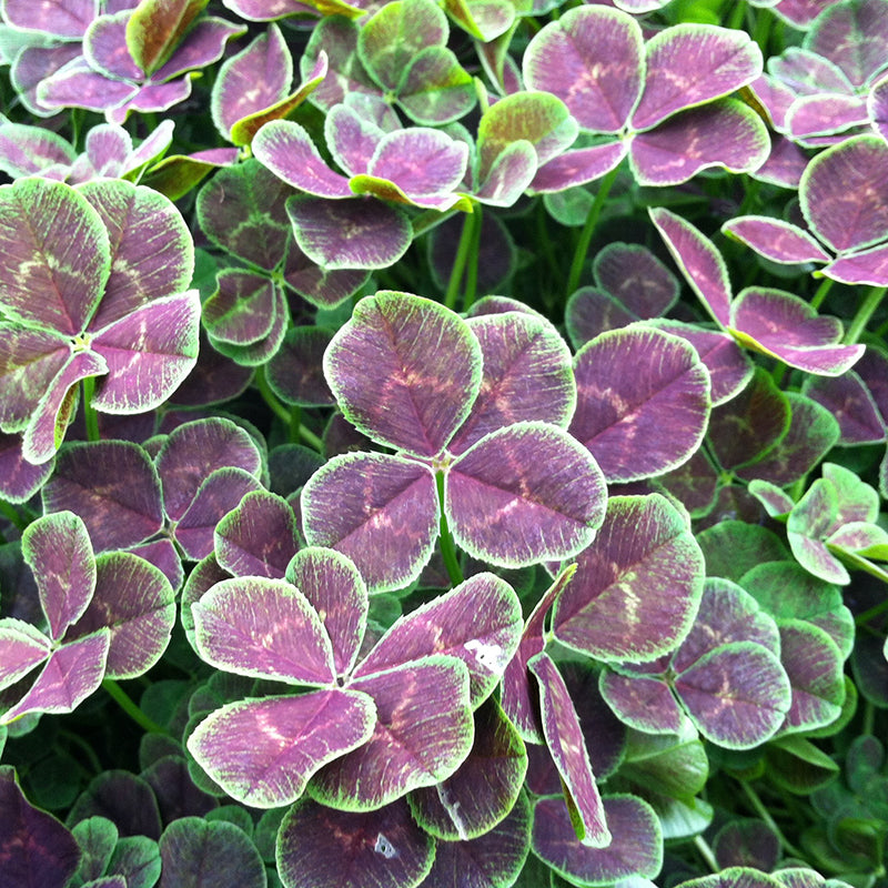 clover succulent Dutch Clover For Sale – Logee's Plants