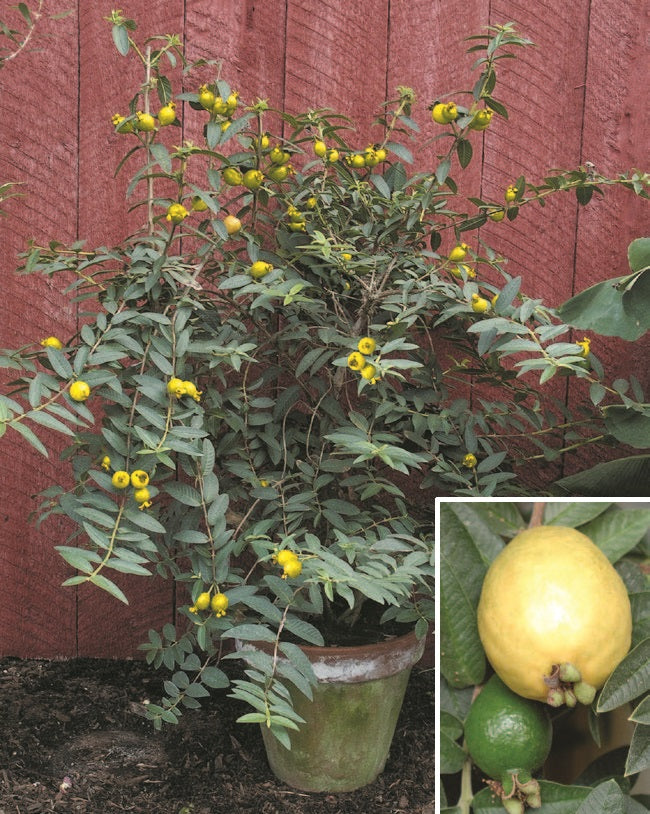 guava plant care in pot Dwarf Guava Plant For Sale – Logee's Plants