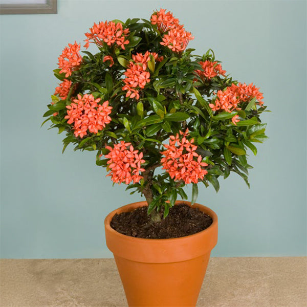 potted plant with orange flowers Ixora 'Dwarf Orange' For Sale – Logee's Plants