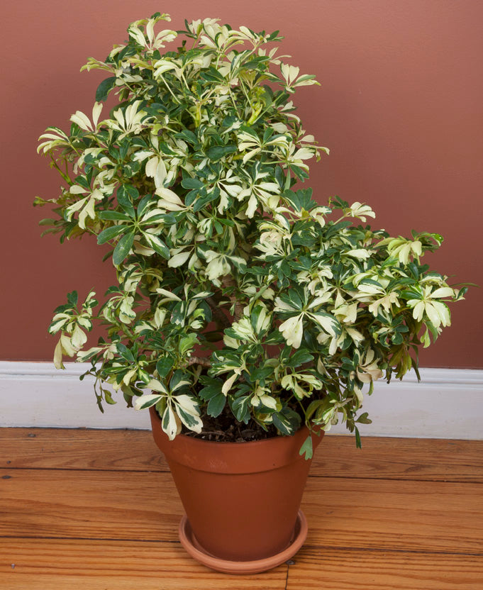 house plant schefflera Dwarf Umbrella Tree ‘Janine’ For Sale – Logee's Plants