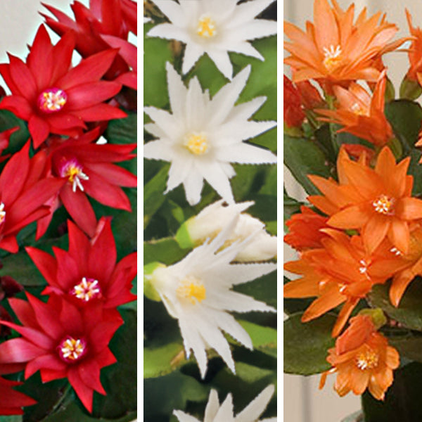 rhipsalidopsis cactus Easter Cactus Set 'Scorpius', ‘Colomba’ and ‘Sirius’ PP For Sale – Logee's  Plants