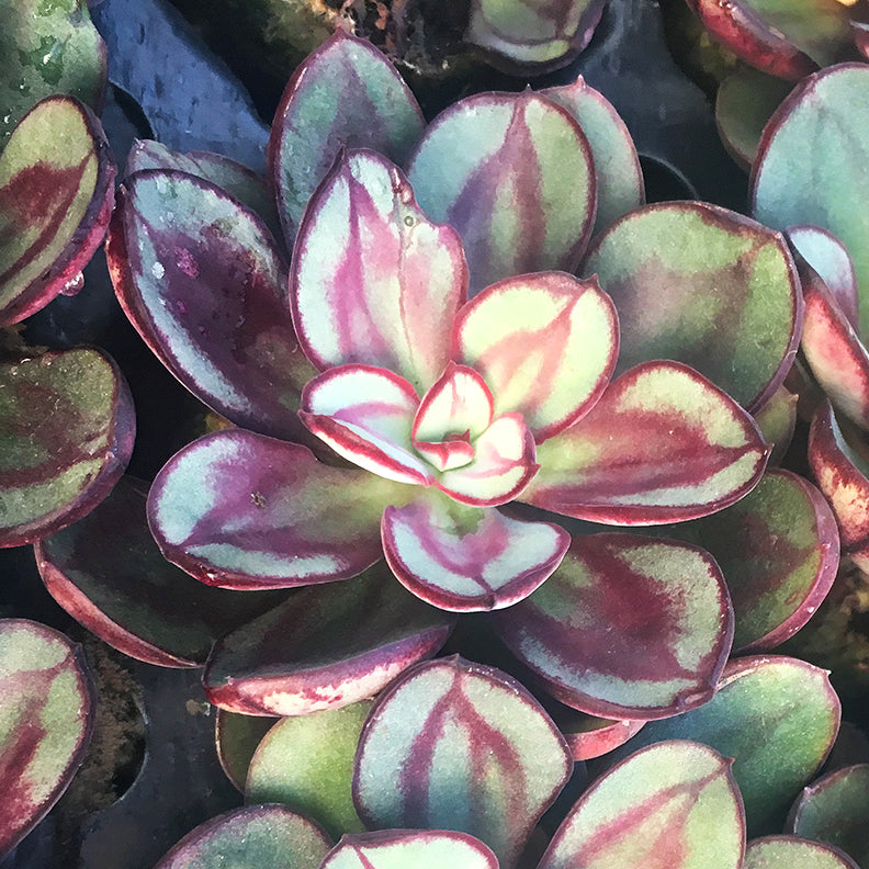 Painted Echeveria ‘Benitsukasa’ (Echeveria nodulosa ‘Benitsukasa’)