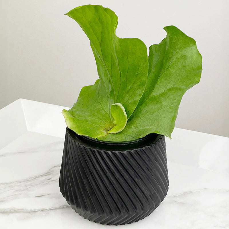 elephant ear plant in a pot Elephant Ear Staghorn Fern For Sale – Logee's Plants