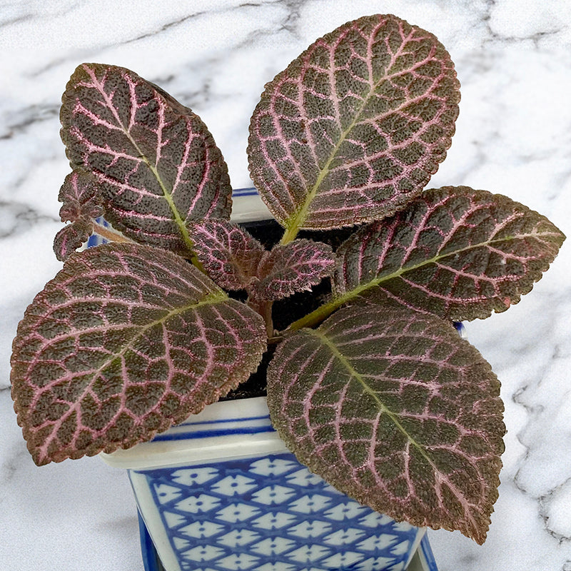episcia plant indoor Flame Violet 'Bronze' For Sale – Logee's Plants