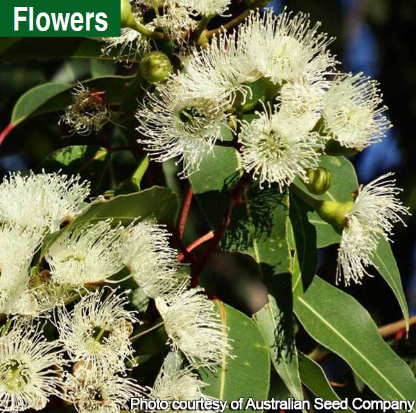 Eucalyptus albida (Eucalyptus albida)