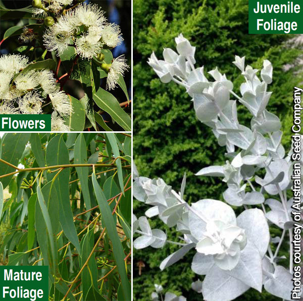 Eucalyptus albida (Eucalyptus albida)