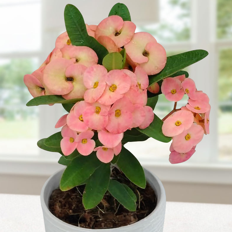 crown of thorns euphorbia milii succulent plant Crown of Thorns ‘Peachy Mood’ For Sale – Logee's Plants