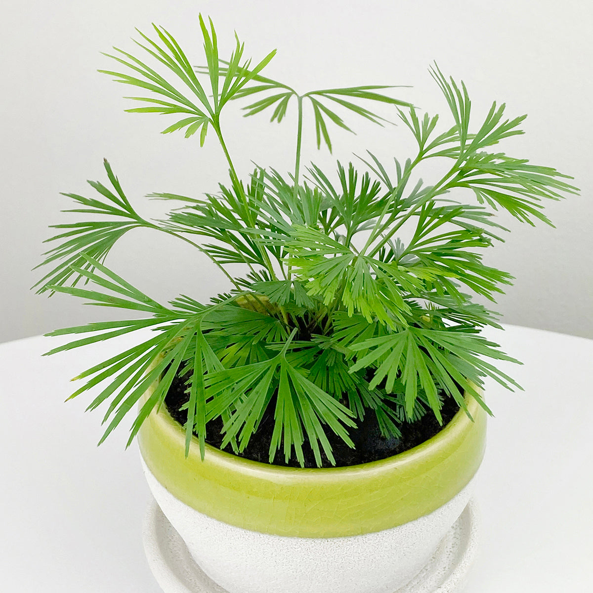 eyelash plant pot Actiniopteris Eyelash Fern