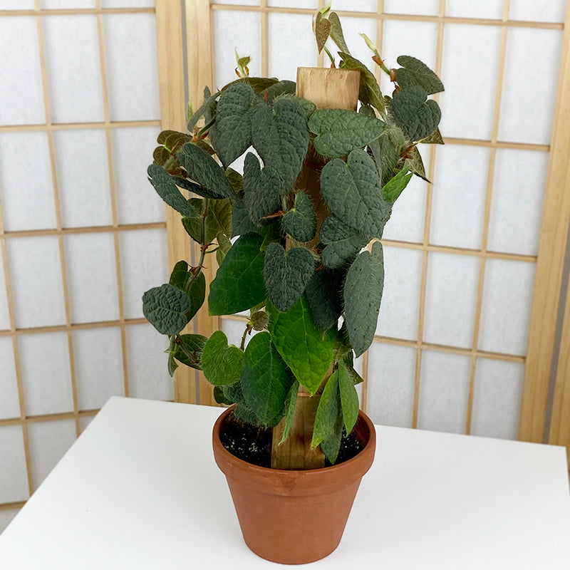 Ficus villosa