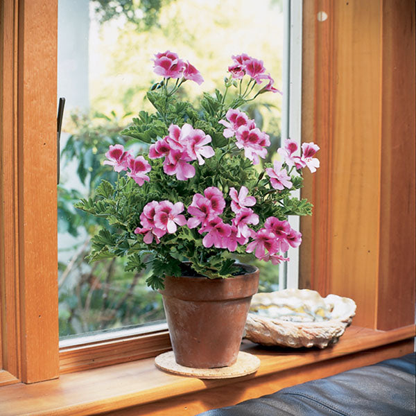 geranium potted plant Geranium ‘Roger's Delight’ For Sale – Logee's Plants