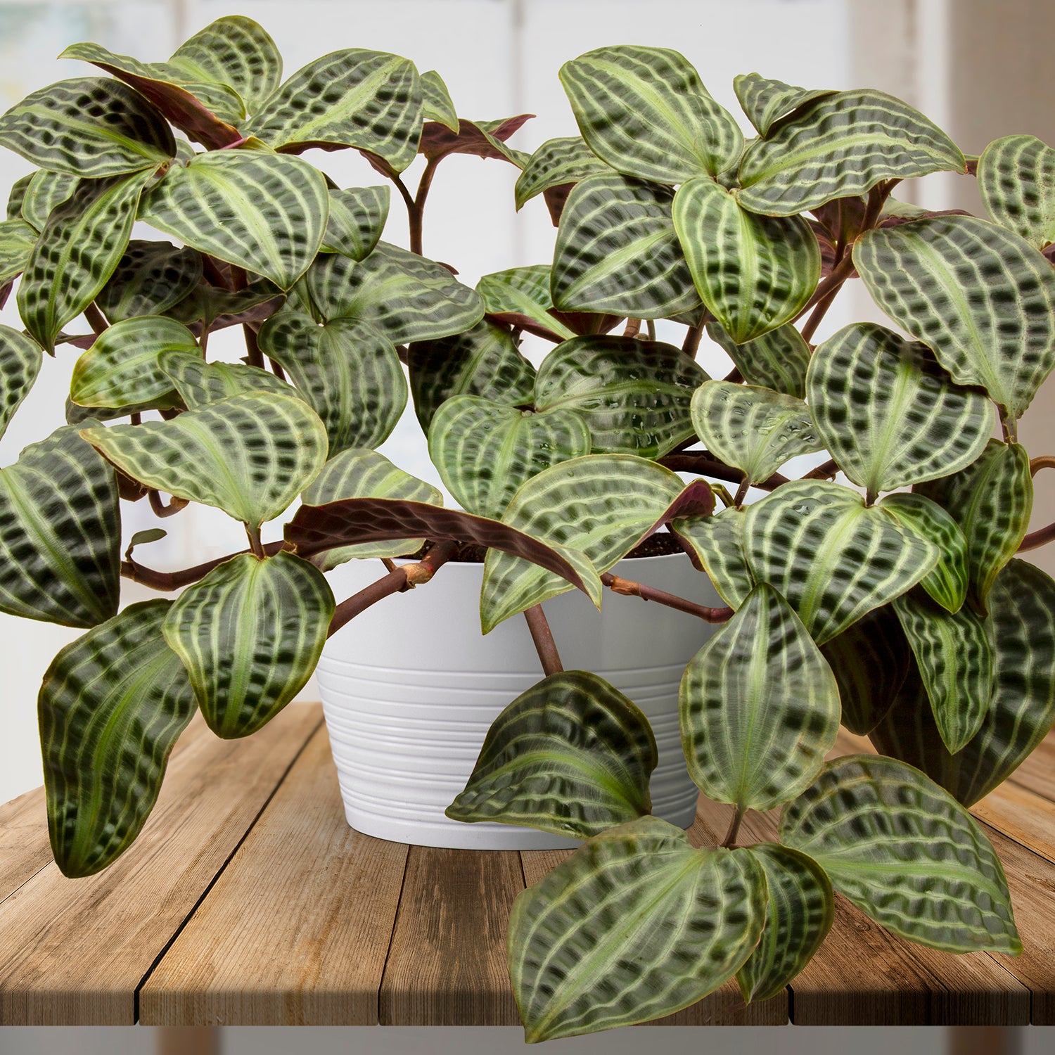 amazon indoor plants Seersucker Plant For Sale – Logee's Plants