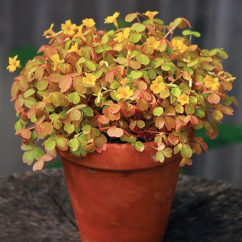Golden Oxalis (Oxalis spiralis āAureaā)