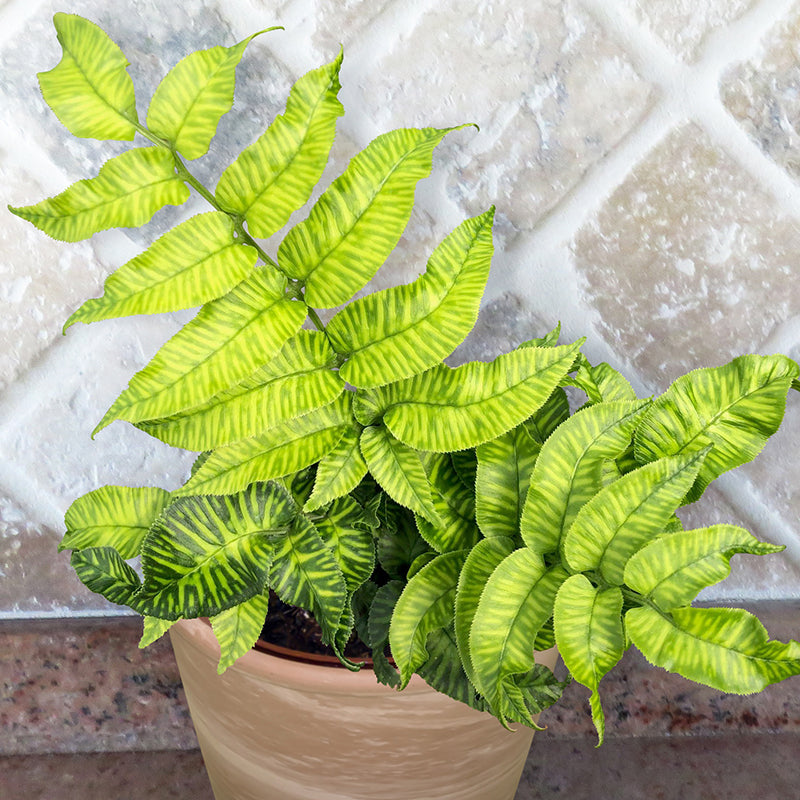 Striped Bamboo Fern 'Golden Zebra' For Sale – Logee's Plants