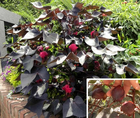 Black Cotton Plant (Gossypium herbaceum ‘Nigra’)